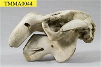 儒艮骨骼藏品圖，第20張